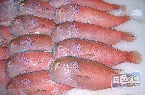 爆料买鱼坑人怎么办啊视频,警惕网络陷阱，守护消费安全